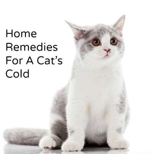 Home Remedy For A Cat's Cold 